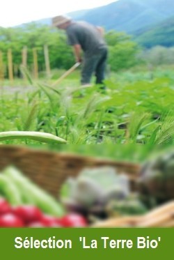 RightBanner 1
